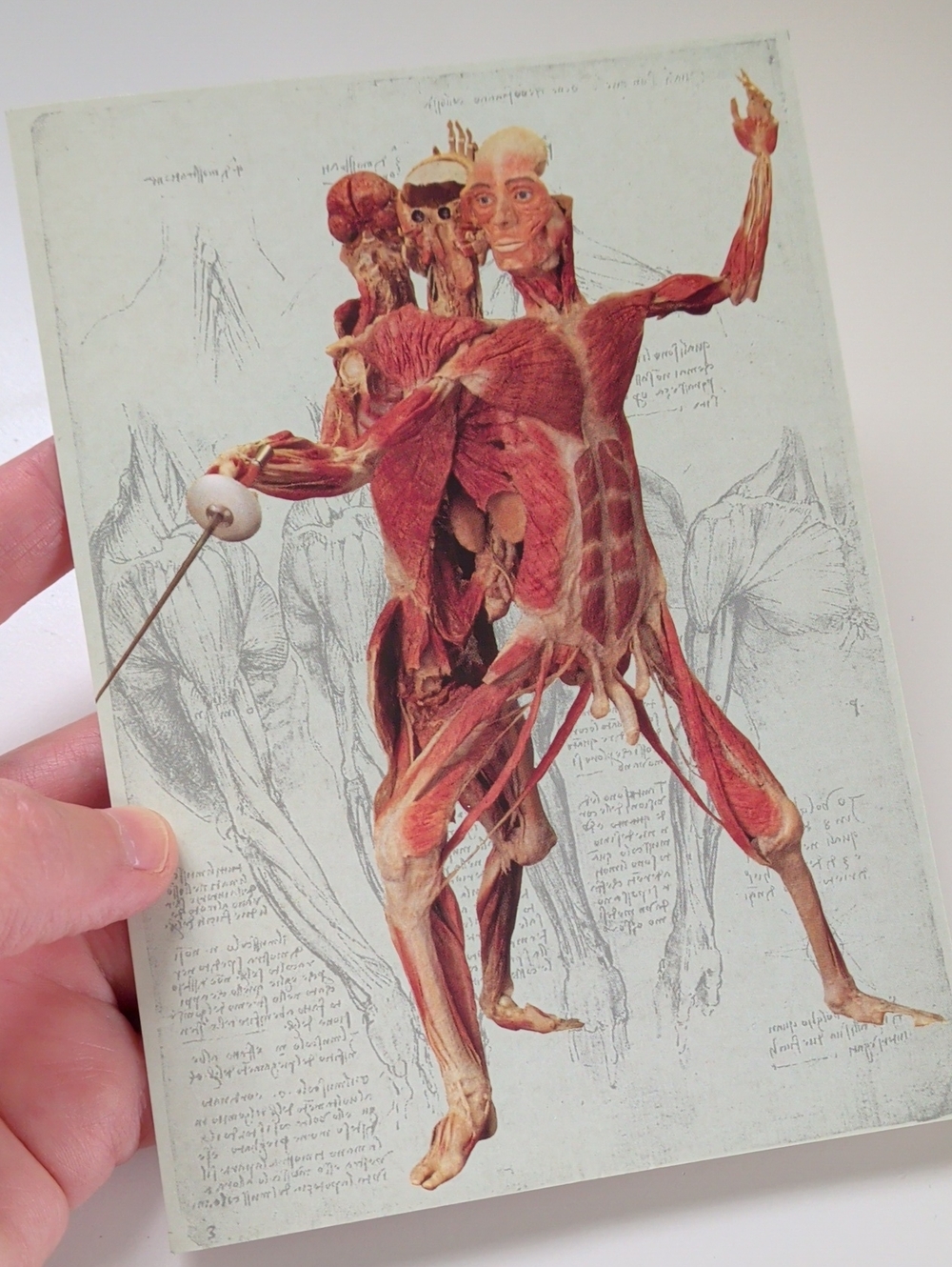 ❤️5/10 Vintage Unused Body Worlds Postcard